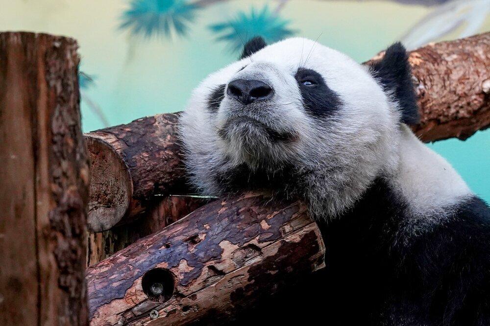 Панда Катюша порадовалась апрельскому снегу