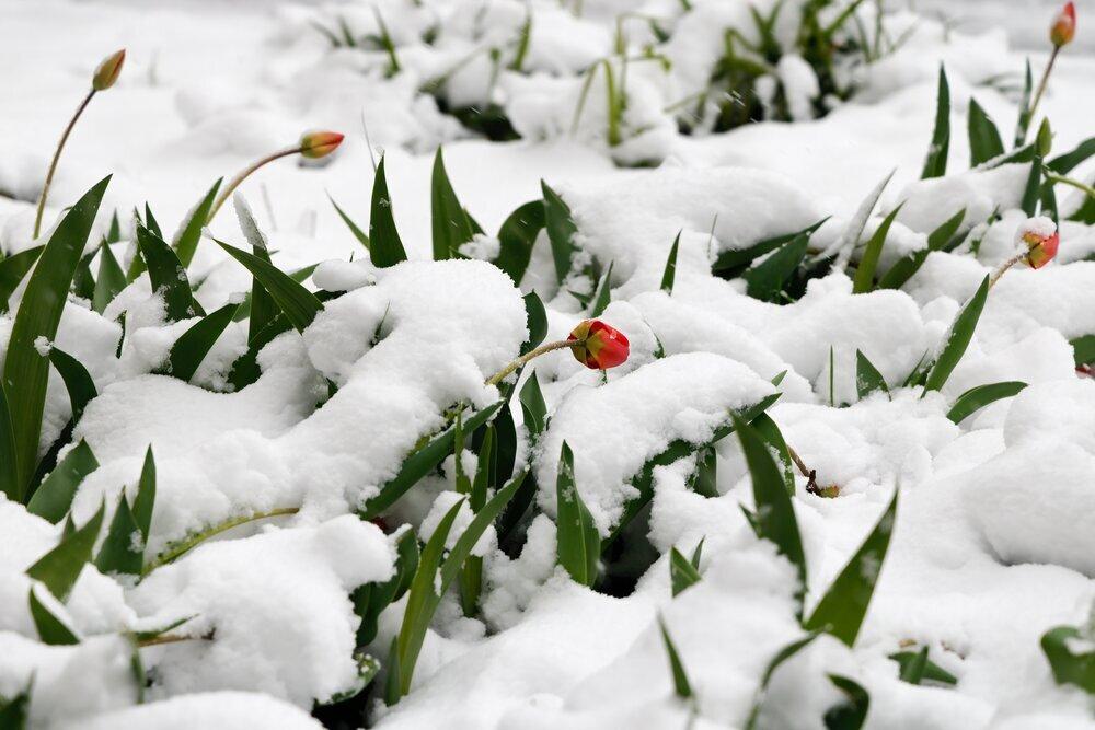 Опубликовано фото заснеженной Москвы из космоса