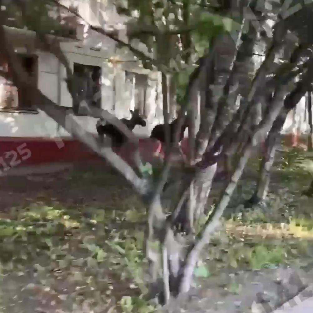 Лоси пробежали под окнами пятиэтажки в Москве и попали на видео