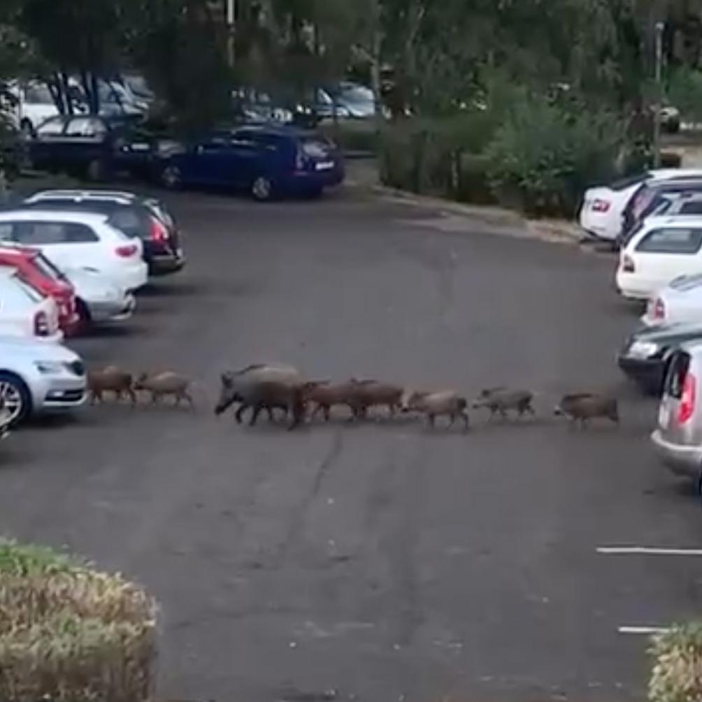 Стадо кабанов у жилого дома в Подмосковье попало на видео