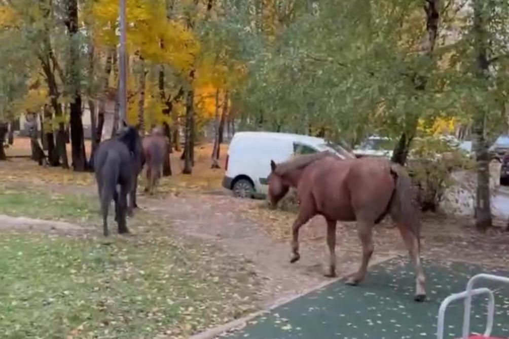 Пятерых коней заметили в подмосковном дворе