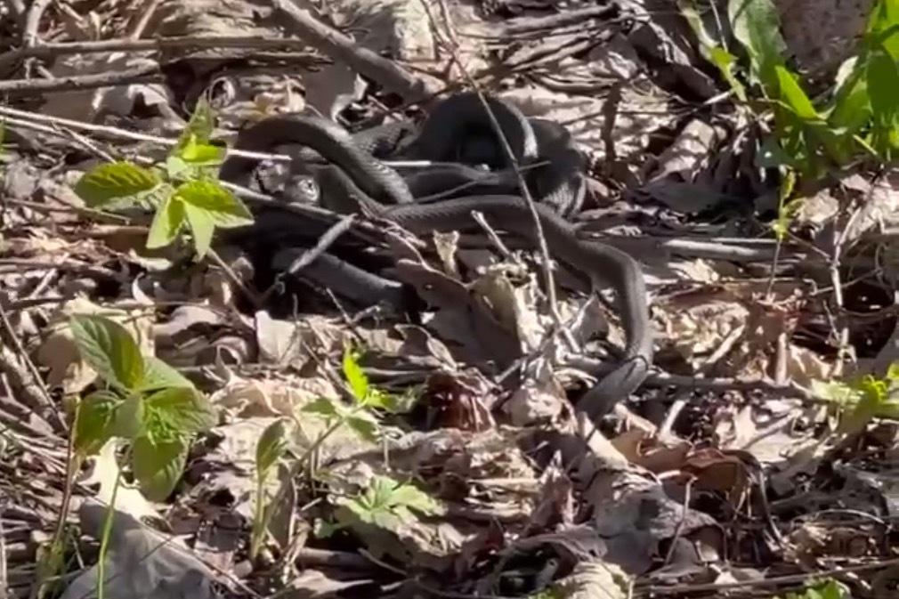 Нашествие змей в московском лесу попало на видео