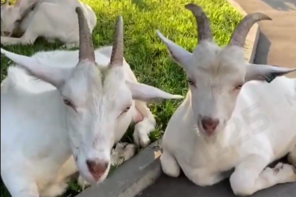 Стадо отдыхающих на московском тротуаре коз попало на видео