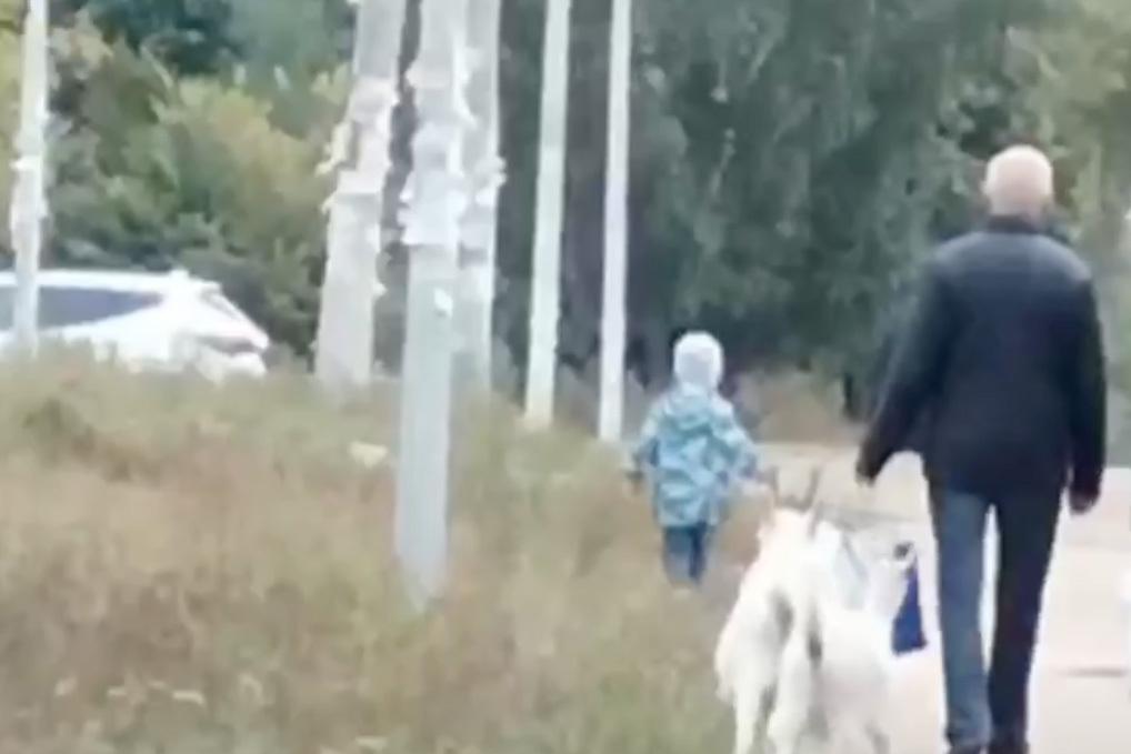 Гуляющих без присмотра по городу коз заметили в Подмосковье