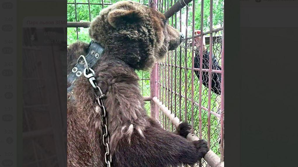 Почти 20 лет просидевшую в клетке медведицу из Приморья доставили в Москву