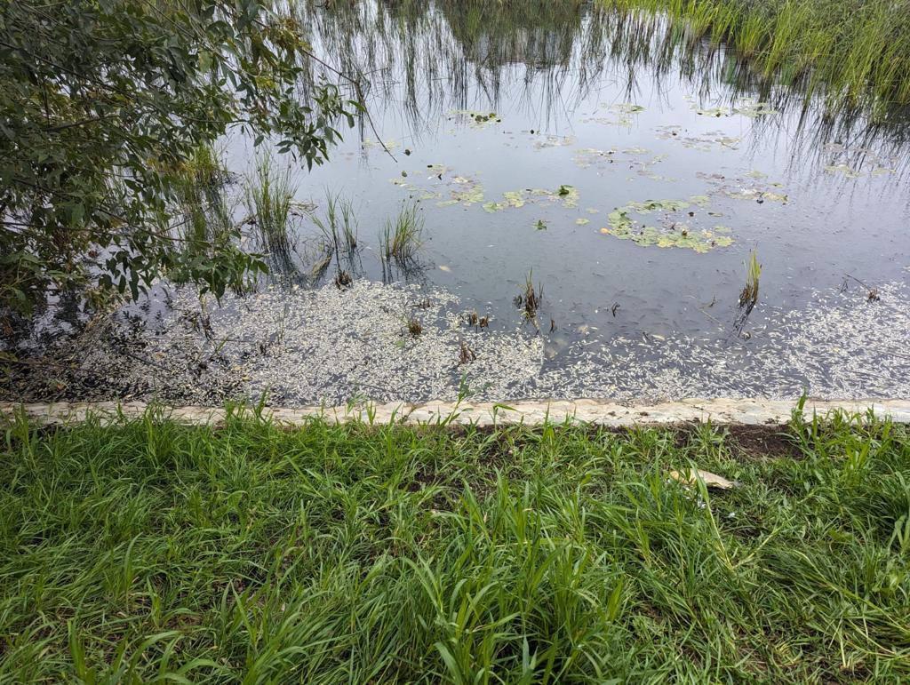 В столичном пруду обнаружили массовую гибель рыбы