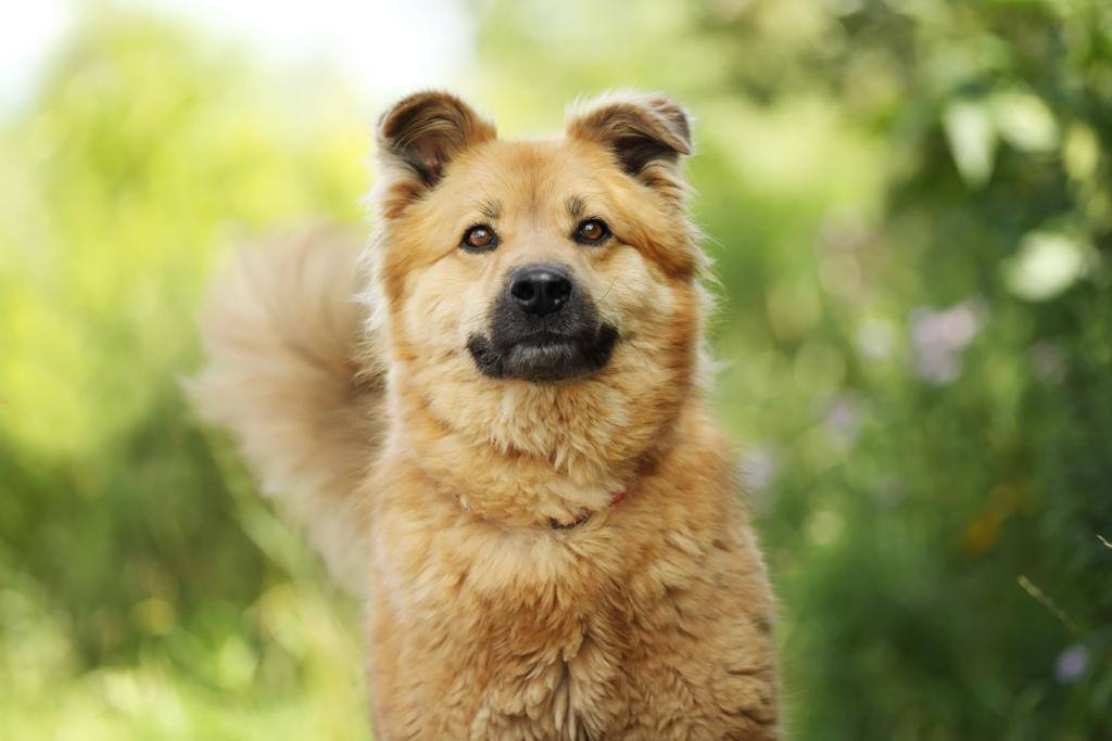 В Москве ищут дом для 300 кошек и собак. Фестиваль WOOF даст возможность встретить новых четвероногих друзей