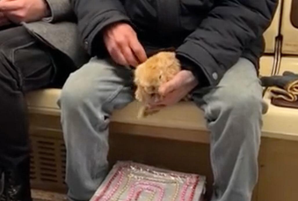 Необычный безбилетный пассажир в московском метро попал на видео