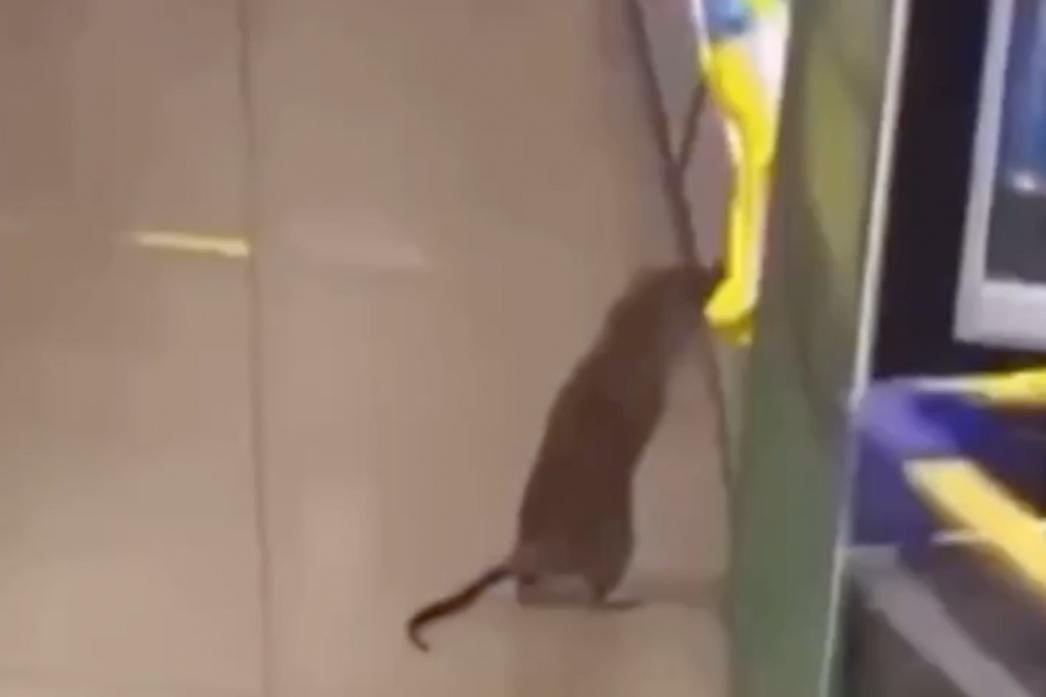 Крыса у стеллажей в московском супермаркете попала на видео