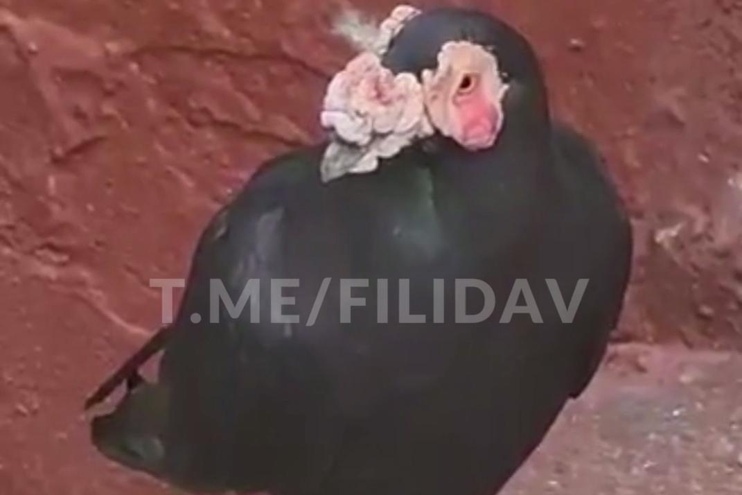 Очевидцы сняли на видео голубя дракона в Москве 