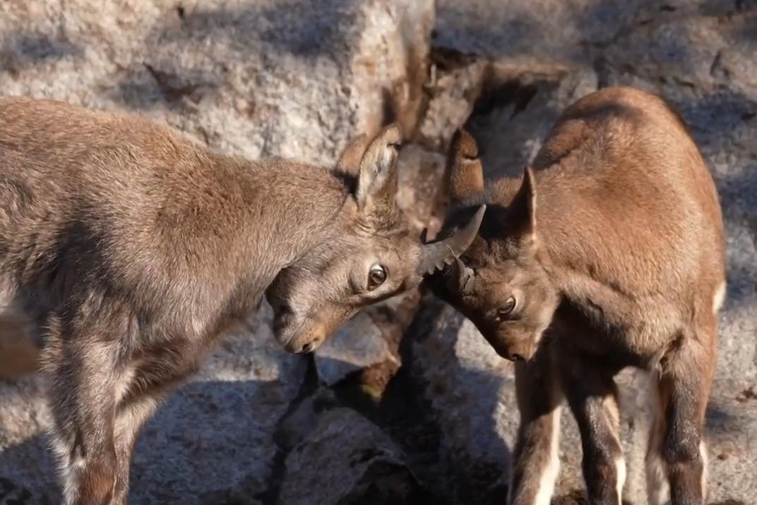 Битву дагестанских туров показали в Москве