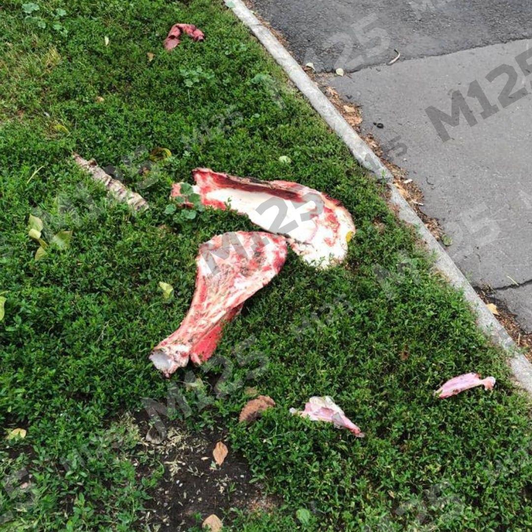 Разбросанные на улице кости с мясом напугали москвичей