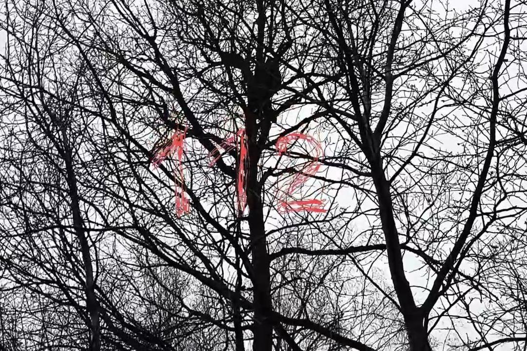 В Новой Москве спасли просидевшего почти неделю на дереве кота