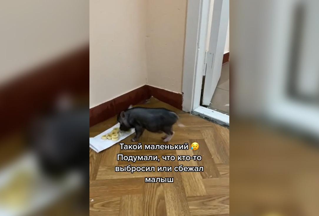 В подъезде московской многоэтажки заблудился поросенок