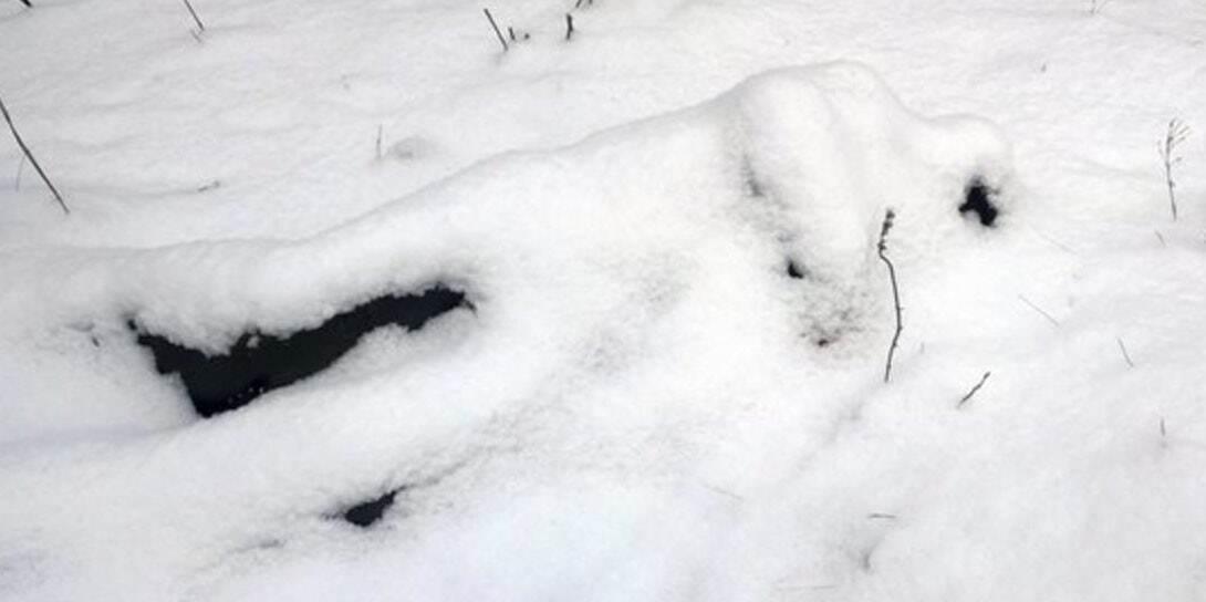 Раздетый труп нашли на территории военного института в Подмосковье