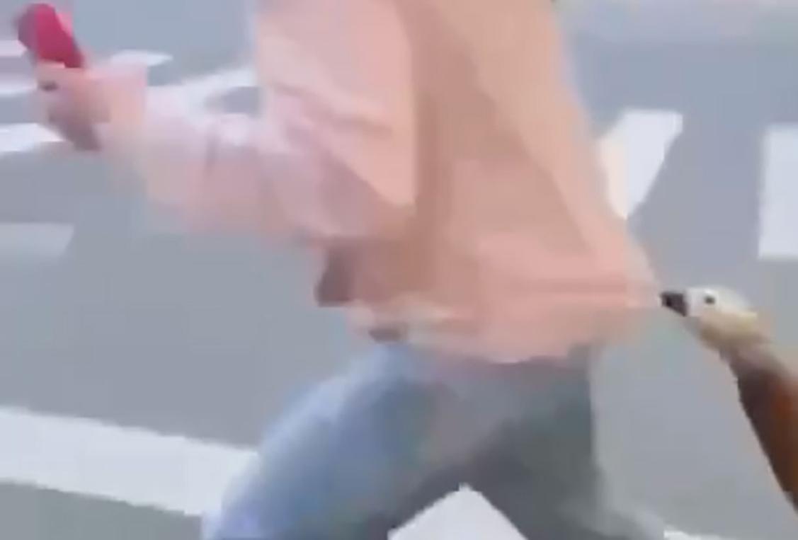 Утка напала на москвича, защитила птенцов и попала на видео