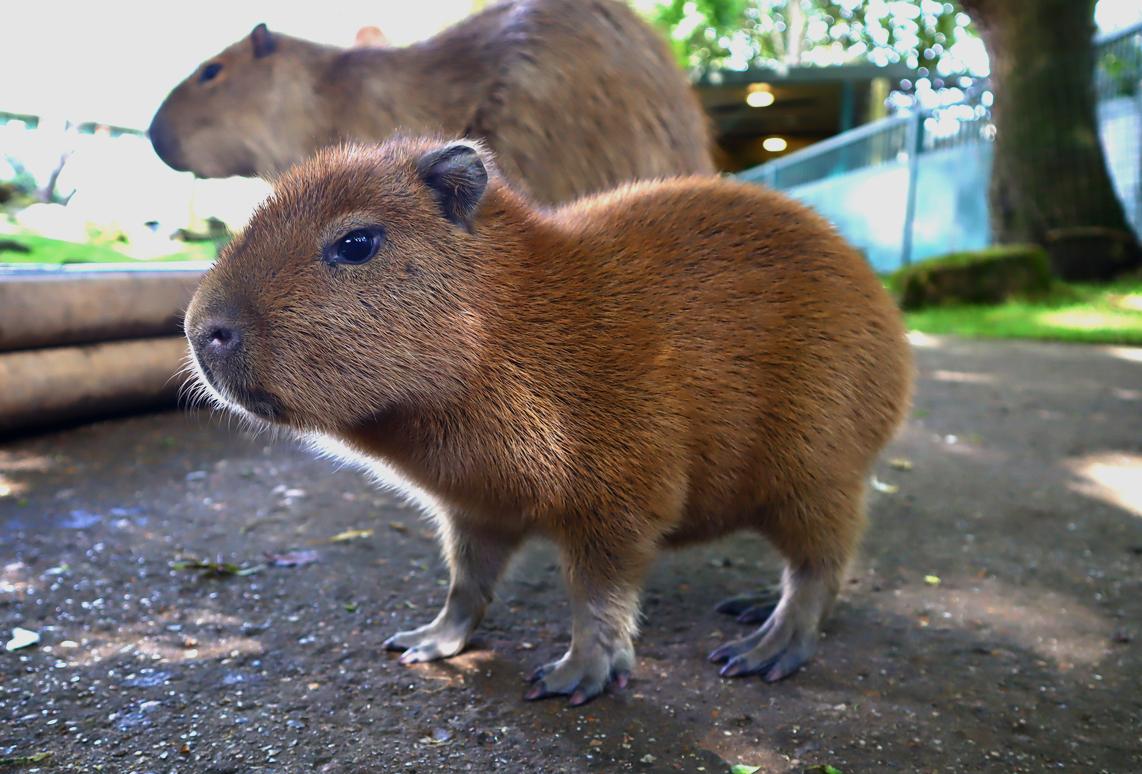 Московский зоопарк передал Белгороду детеныша капибары