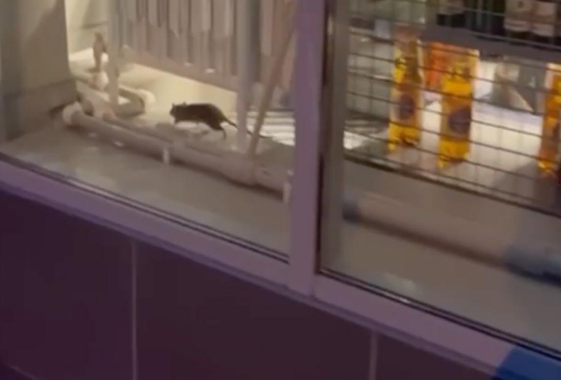 В Подмосковье пробежавшая за стеллажами супермаркета крыса попала на видео