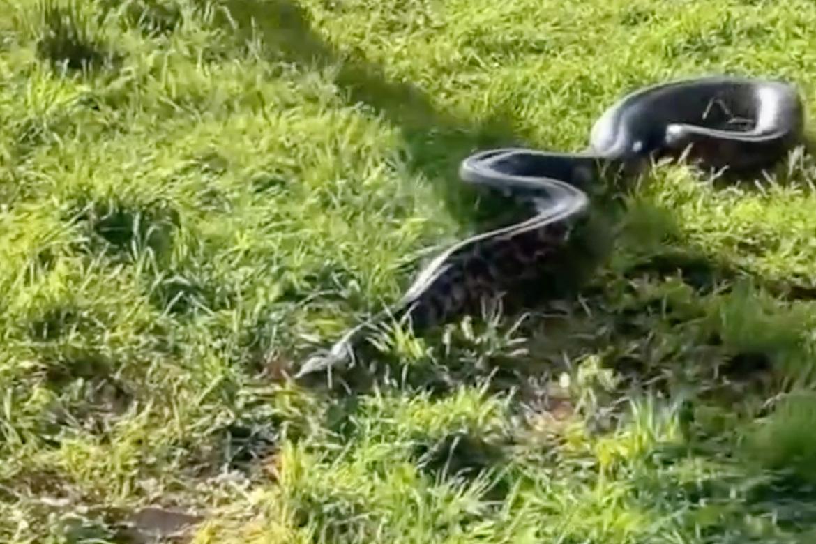 Прогулка москвича с огромным питоном в парке попала на видео