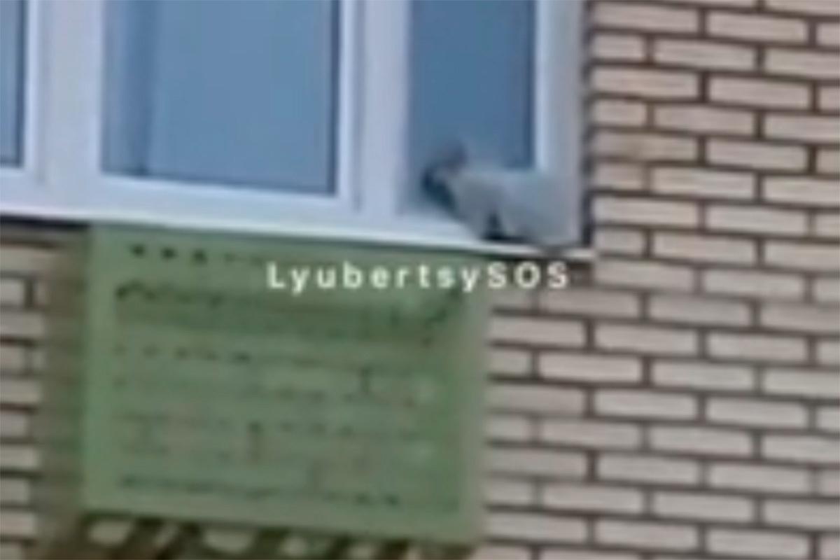 Операция по спасению домашнего кота в Подмосковье попала на видео