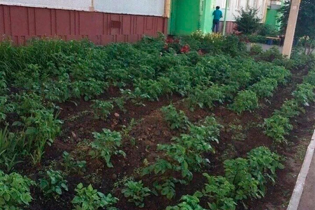 Жители Подмосковья начали выращивать картошку в палисадниках у дома