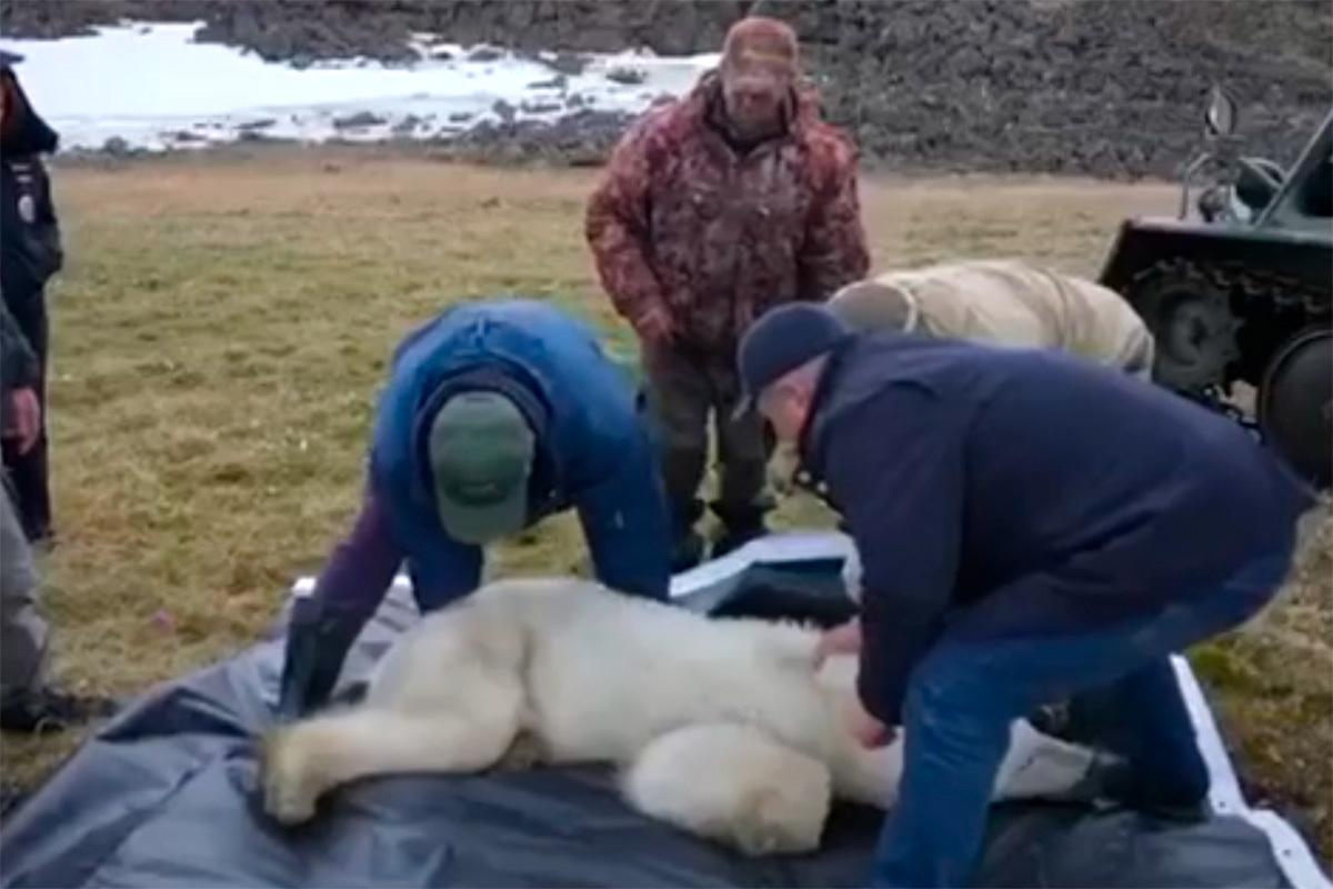 Спасение московским ветеринаром белой медведицы в Заполярье попало на видео