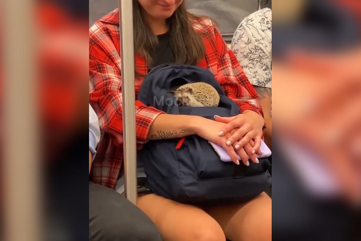 Безбилетный пассажир московского метро попал на видео и умилил сеть