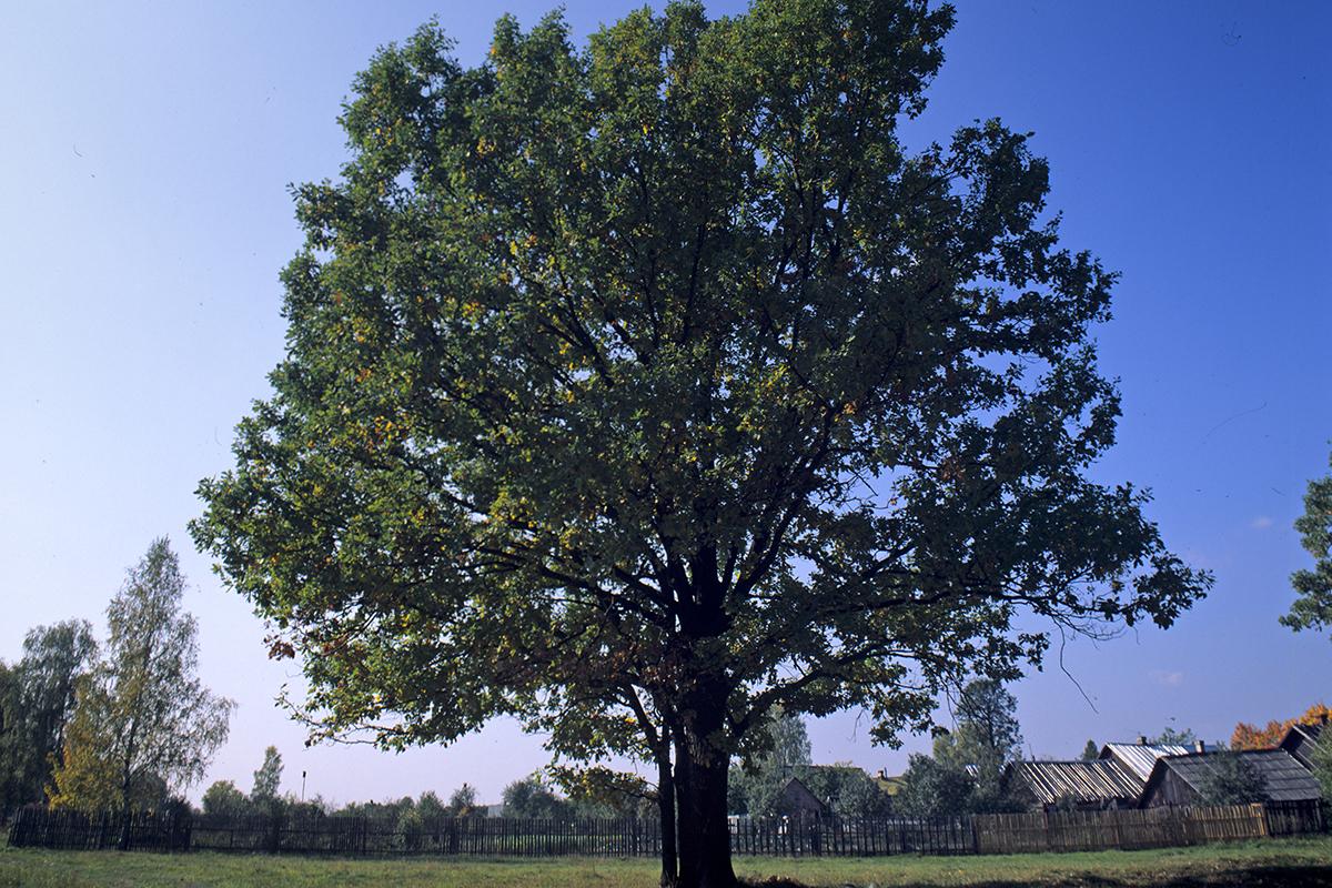 Москвичка поделилась воспоминаниями о спасении вековых деревьев в центре Москвы