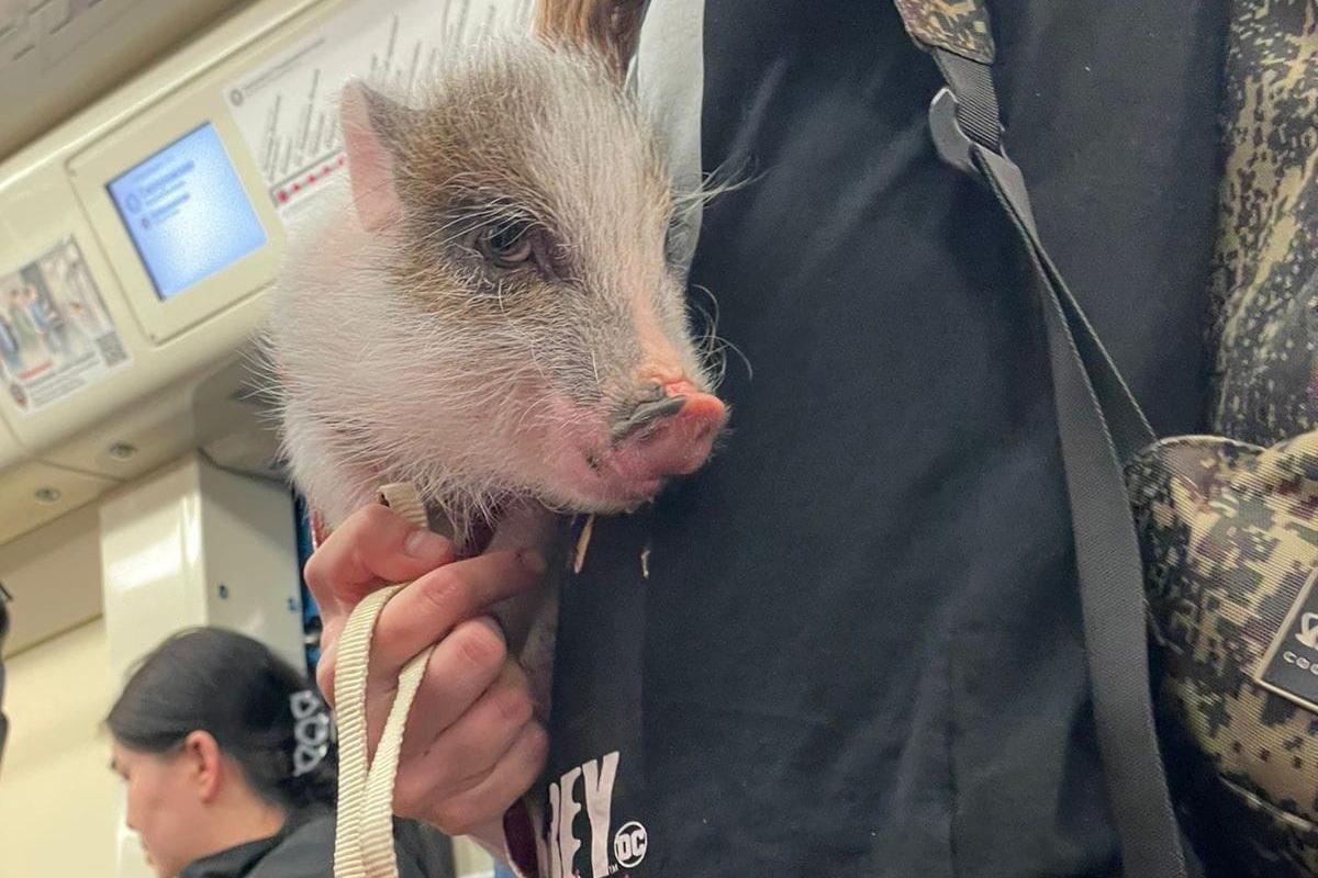 «Пушистый пассажир» в московском метро умилил пользователей сети