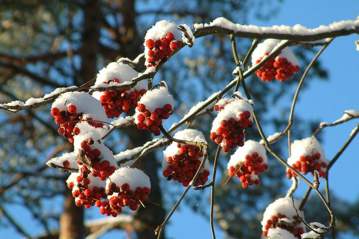 Москвичи пережили самую морозную ночь с начала осени