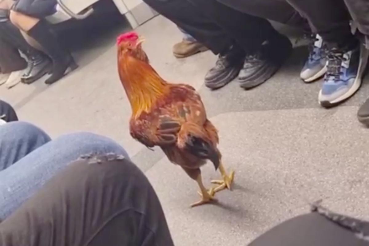 В столичной подземке заметили необычного пассажира