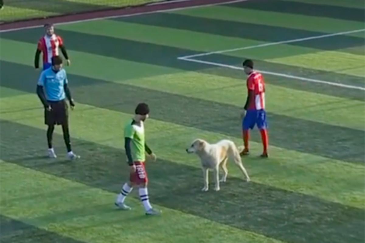 Собака прервала российский футбольный матч и попала на видео