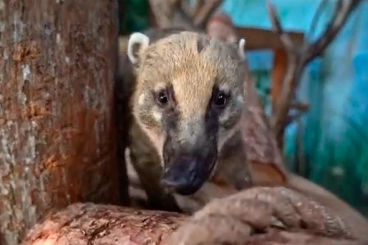 Московский зоопарк принял спасенного от контрабандистов самца носухи