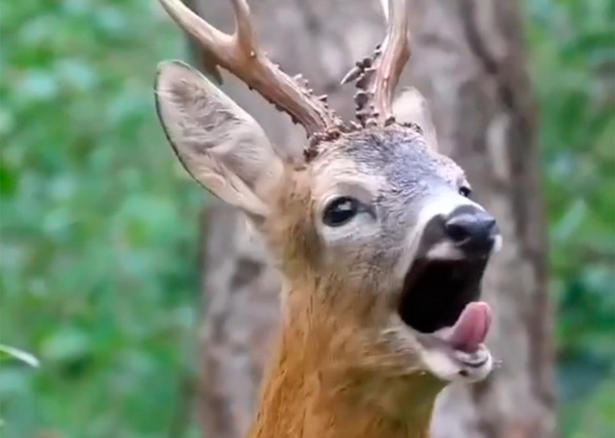 «Лай» подмосковной косули попал на видео