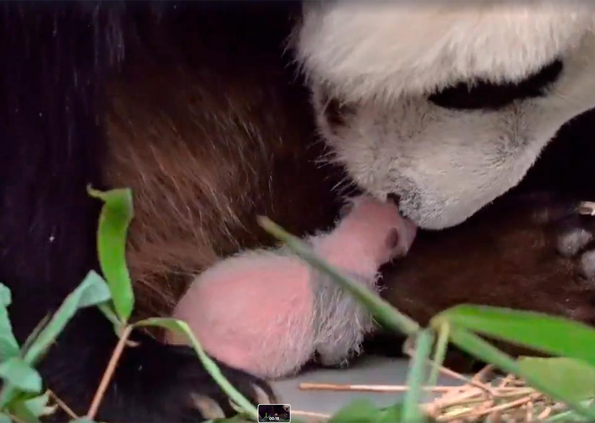 Забота панды Диндин о детеныше попала на видео в Московском зоопарке