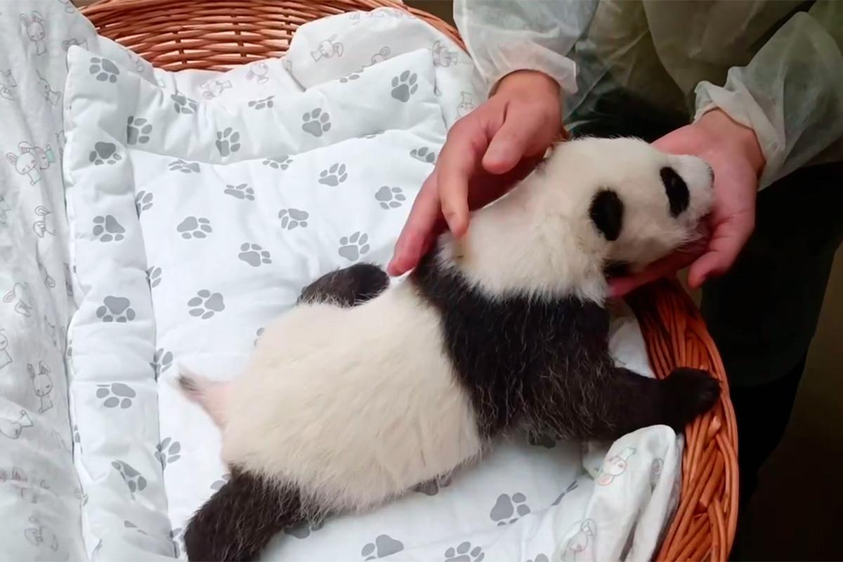 В Московском зоопарке показали впервые открывшую глаза полуторамесячную панду