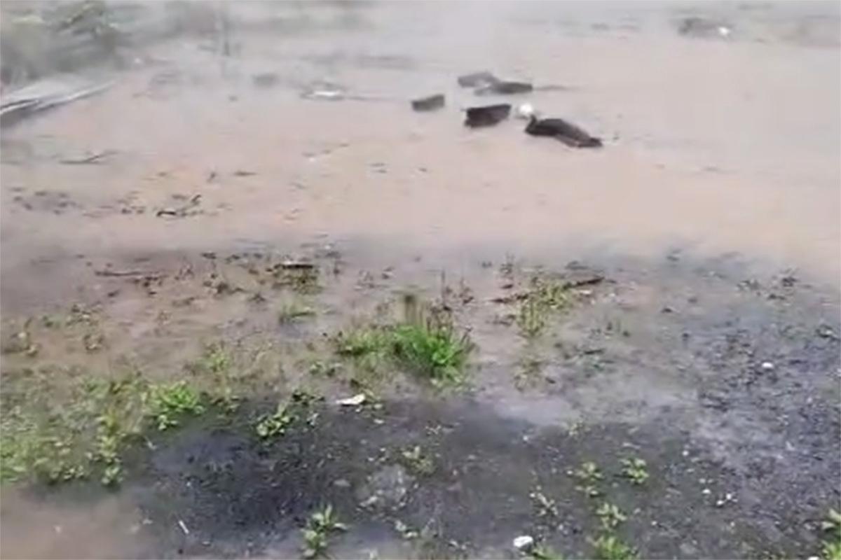 В ЖК в Подмосковье случилась «экологическая жесть»