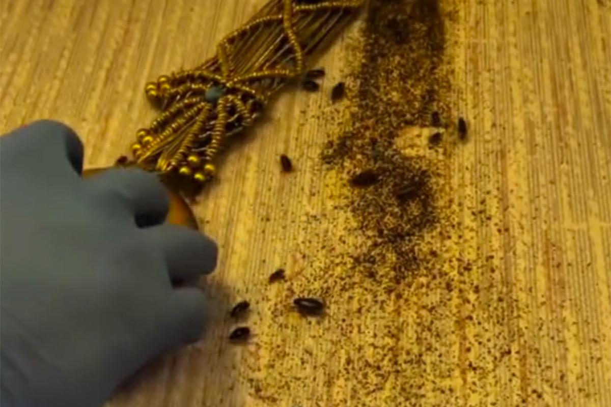 Продающаяся в Текстильщиках за 15 миллионов рублей квартира с тараканами попала на видео