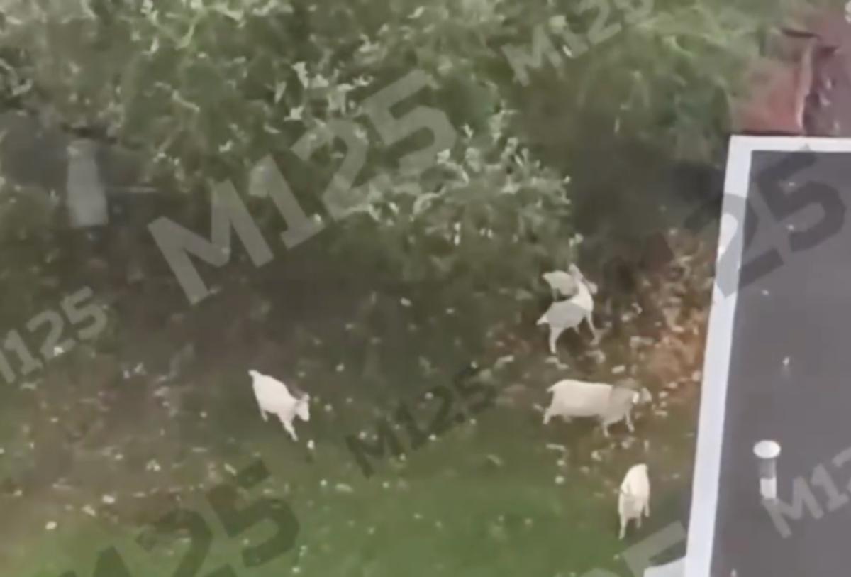 На улицах Бутово после запрета суда вновь увидели коз