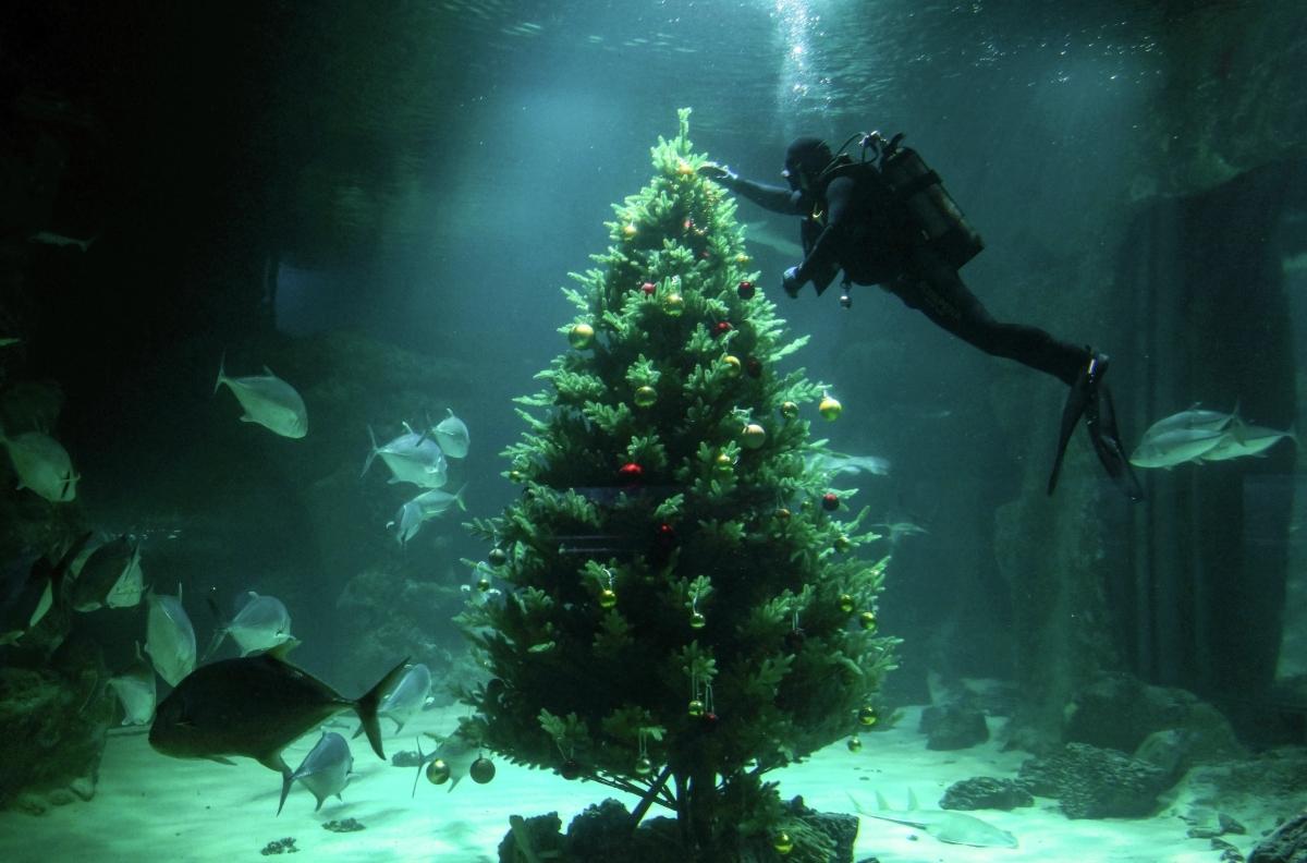 В «Москвариуме» украсили подводную елку