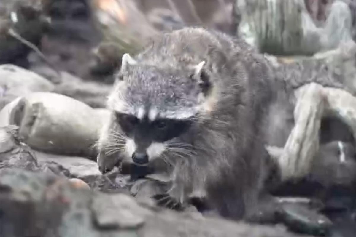 В Московском зоопарке проснулись еноты-полоскуны