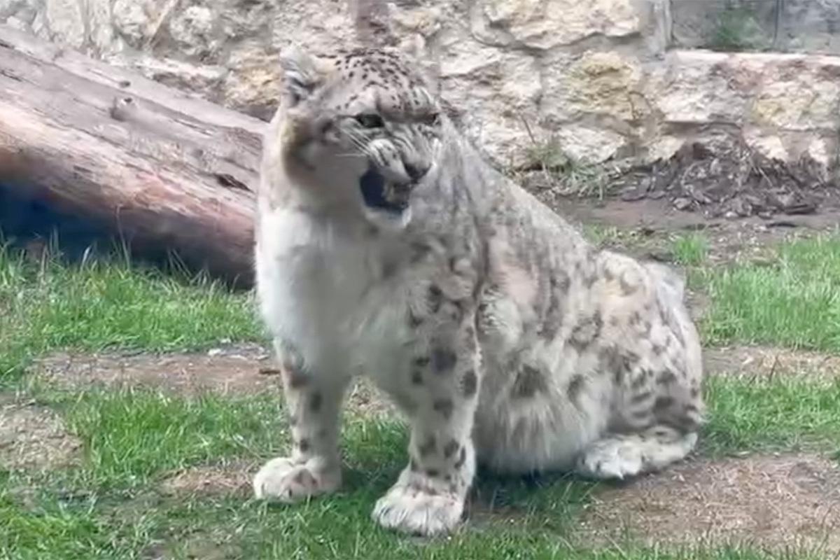 Чихающему снежному барсу из Московского зоопарка посоветовали найти диетолога. У него слишком «лохматая» кость