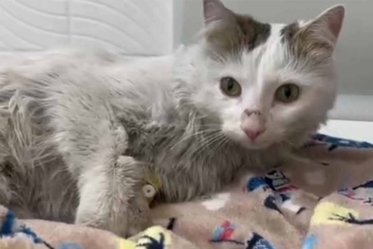 Московский пожарный спас кота из огня. Теперь домашнему питомцу нужен новый дом и новая семья