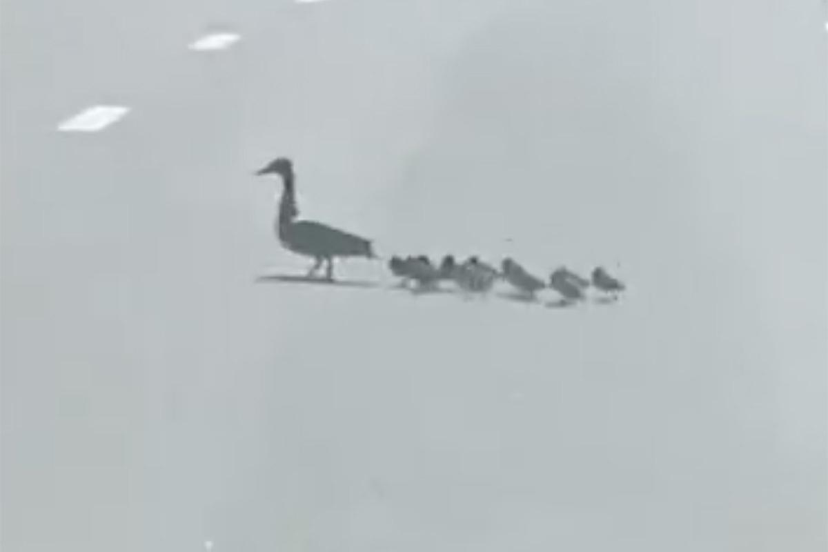 Утки остановили движение на главных улицах Москвы