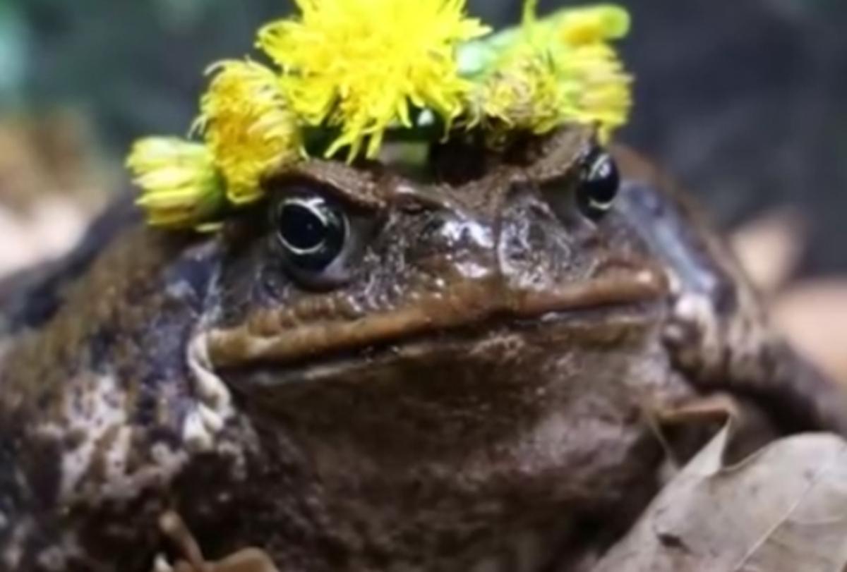 В Московском зоопарке сыграли свадьбу жабы Настюши и самца Ванюши