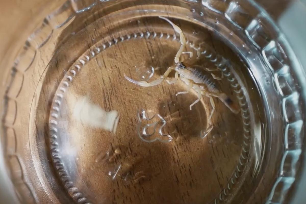 Скорпион ужалил решившую прибраться в шкафу москвичку