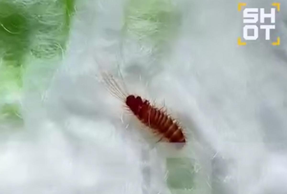 В Подмосковье женщине продали подгузник с личинками