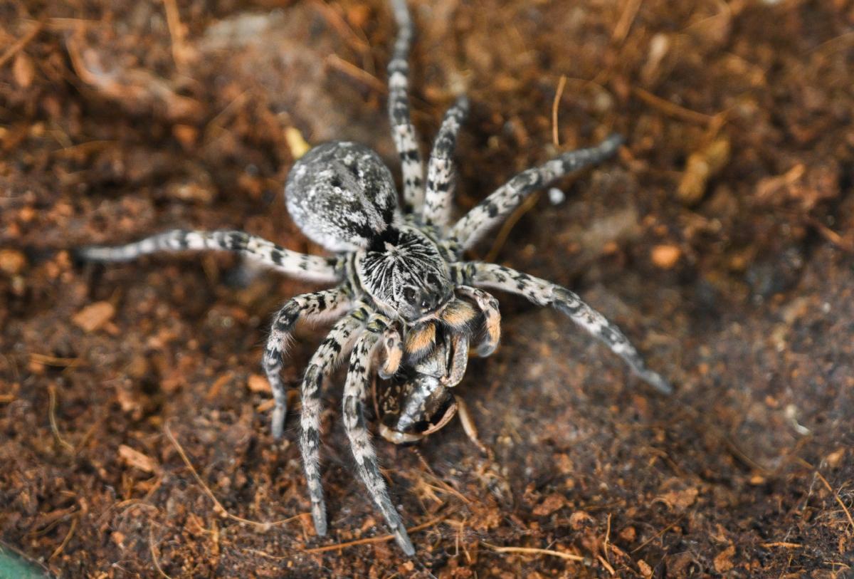 Южнорусских тарантулов все чаще стали замечать в Москве