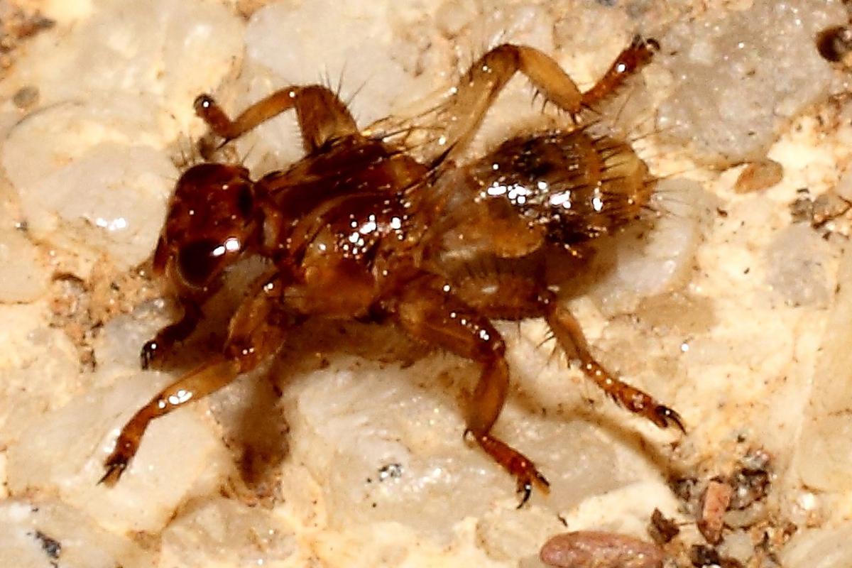 В подмосковных лесах активизировались оленьи кровососки