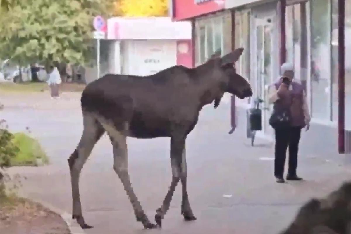 Лось прогулялся около станции московского метро и попал на видео